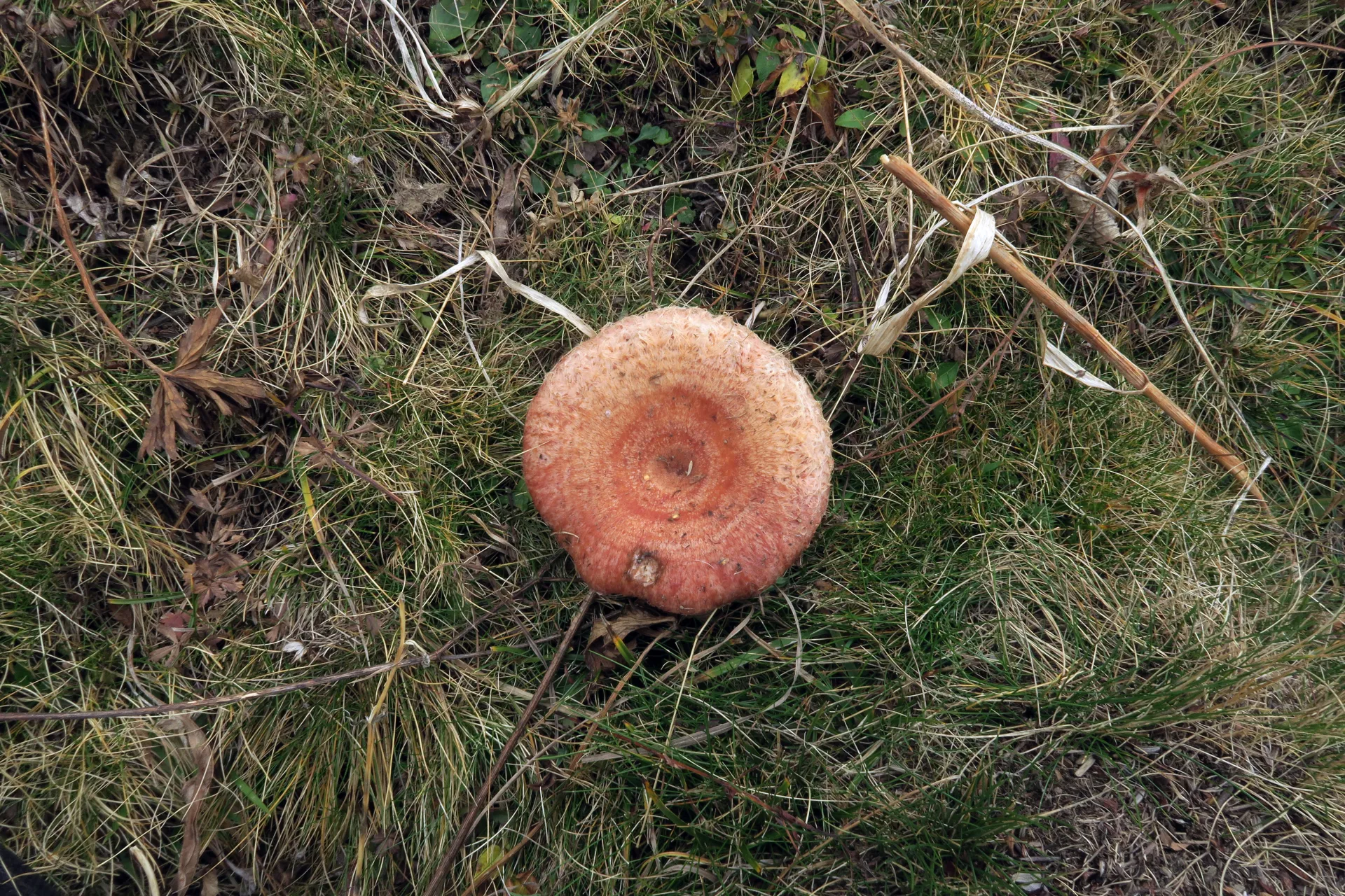 Lactarius torminosus - 1 - IMG_4595